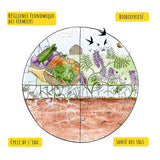 Graines de citrouille du Québec Non rôties - non salées