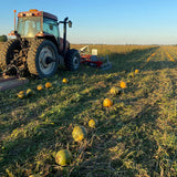 Graines de citrouille du Québec Non rôties - non salées