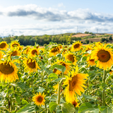 Graines de tournesol biologiques du Québec